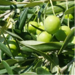 olive branch.webp